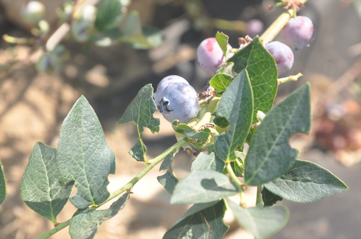 İzmir'de 3 yıl önce dikimi gerçekleştirilen maviyemişin (Blueberry) ilk hasadı...