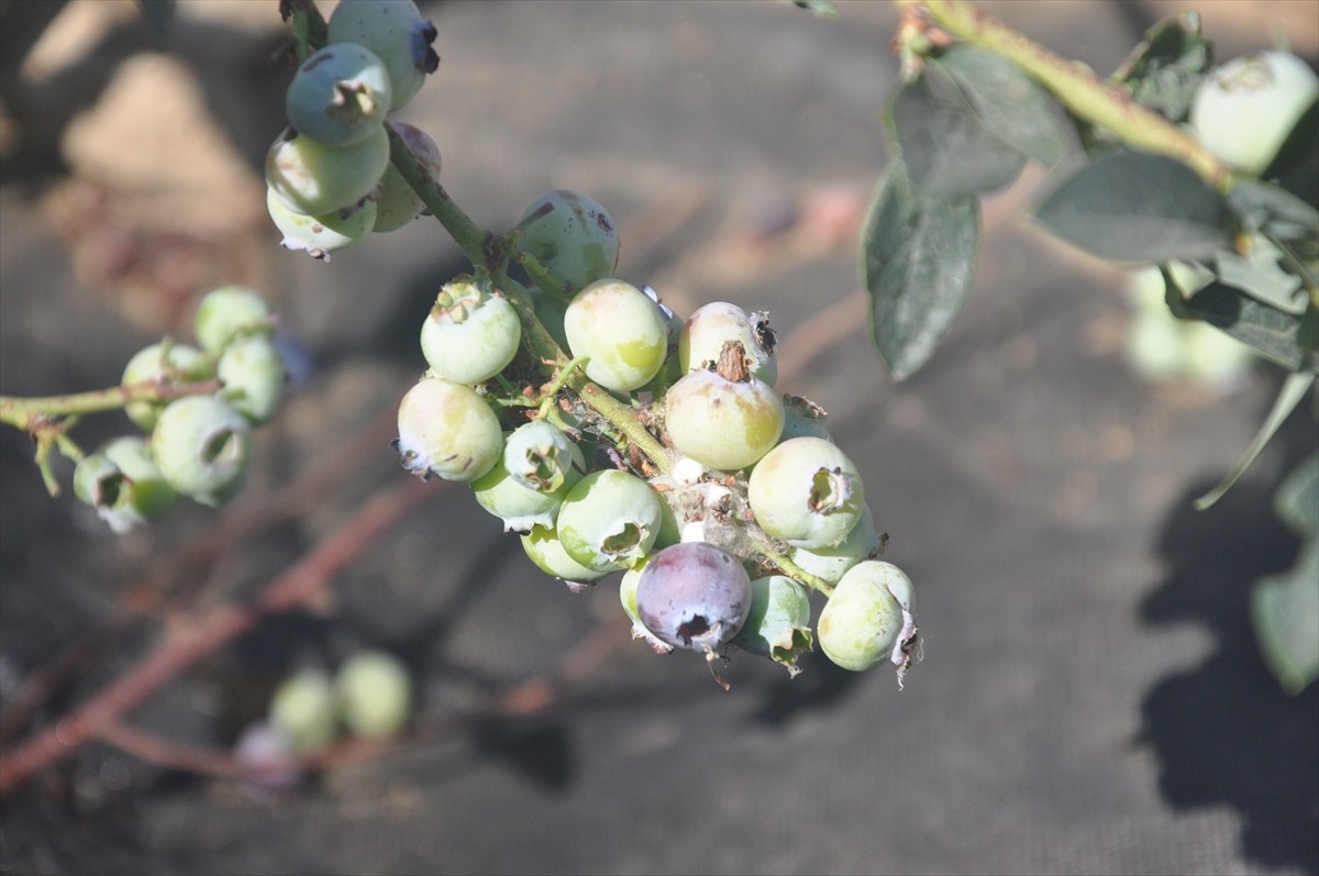 İzmir'de 3 yıl önce dikimi gerçekleştirilen maviyemişin (Blueberry) ilk hasadı...