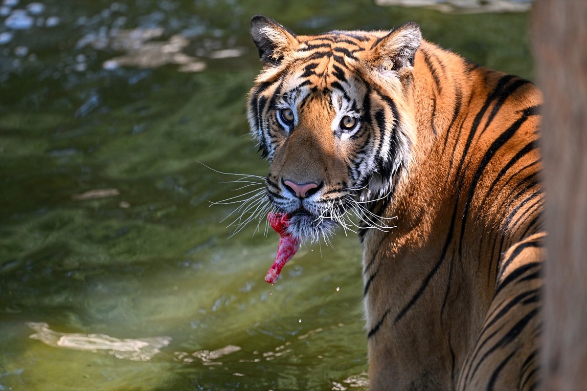 Kaplanları koruma konusunda farkındalığı artırmak için her yıl 29 Temmuz, Uluslararası Kaplan Günü...