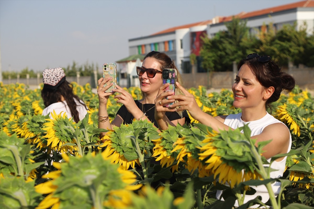 Karaman'da "sarı gelin" ve "gündöndü" olarak da bilinen ayçiçeği tarlaları, fotoğraf meraklıları...