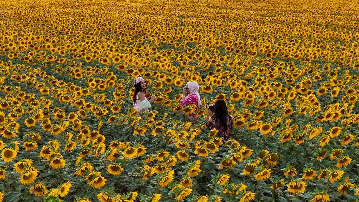 Karaman'da "sarı gelin" ve "gündöndü" olarak da bilinen ayçiçeği tarlaları, fotoğraf meraklıları...