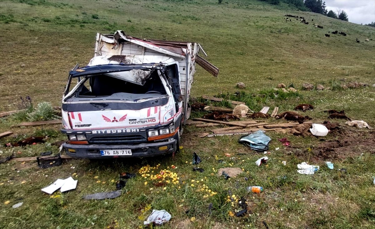 Kars'ın Sarıkamış ilçesinde, kamyonetin devrilmesi sonucu 2 kişi yaralandı, 17 küçükbaş telef...