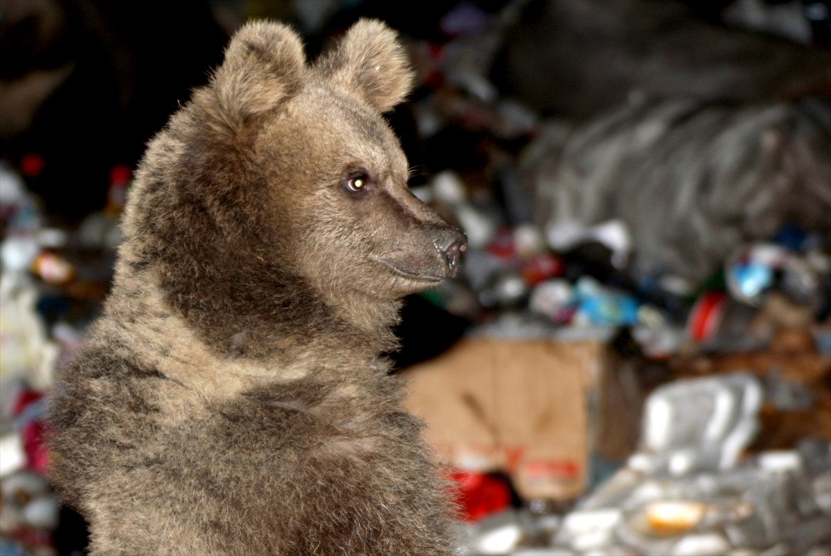Kars'ın Sarıkamış ilçesinde, mahalleye inen bozayı, çöp konteynerlerinde yiyecek ararken...