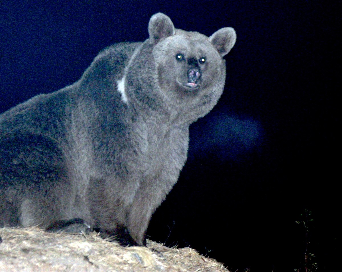 Kars'ın Sarıkamış ilçesinde, mahalleye inen bozayı, çöp konteynerlerinde yiyecek ararken...