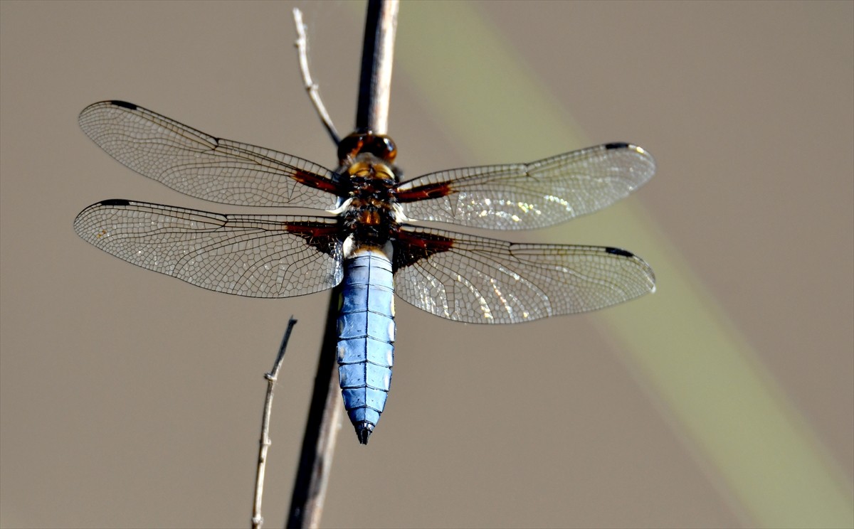 Kars'ın Sarıkamış ilçesinde yaz yağmurlarının ardından görülmeye başlanan rengarenk yusufçuklar...
