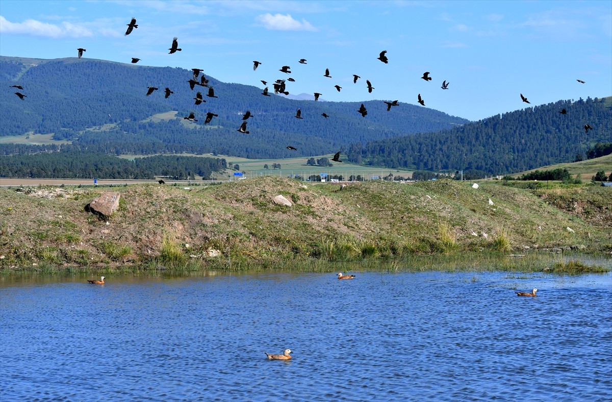 Kars'ın Sarıkamış ilçesindeki sulak alanlar, yazın yaban kuşlarına ev sahipliği yapıyor.
