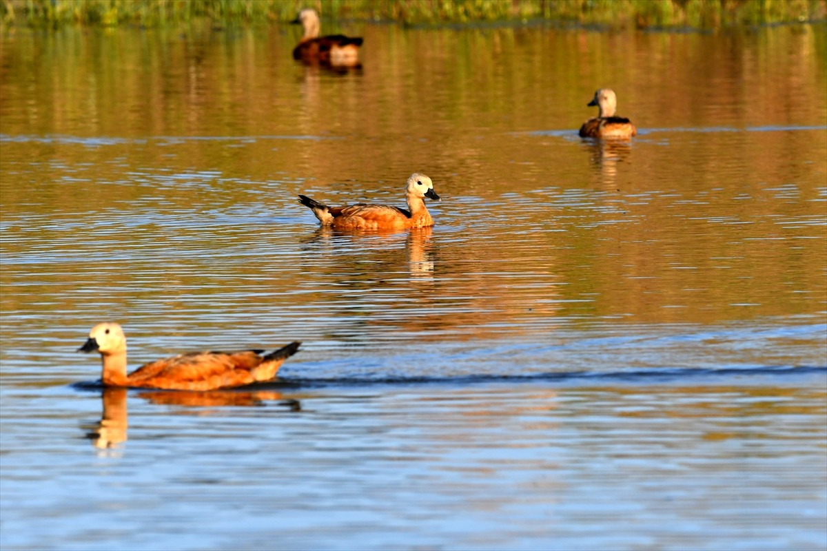 Kars'ın Sarıkamış ilçesindeki sulak alanlar, yazın yaban kuşlarına ev sahipliği yapıyor.