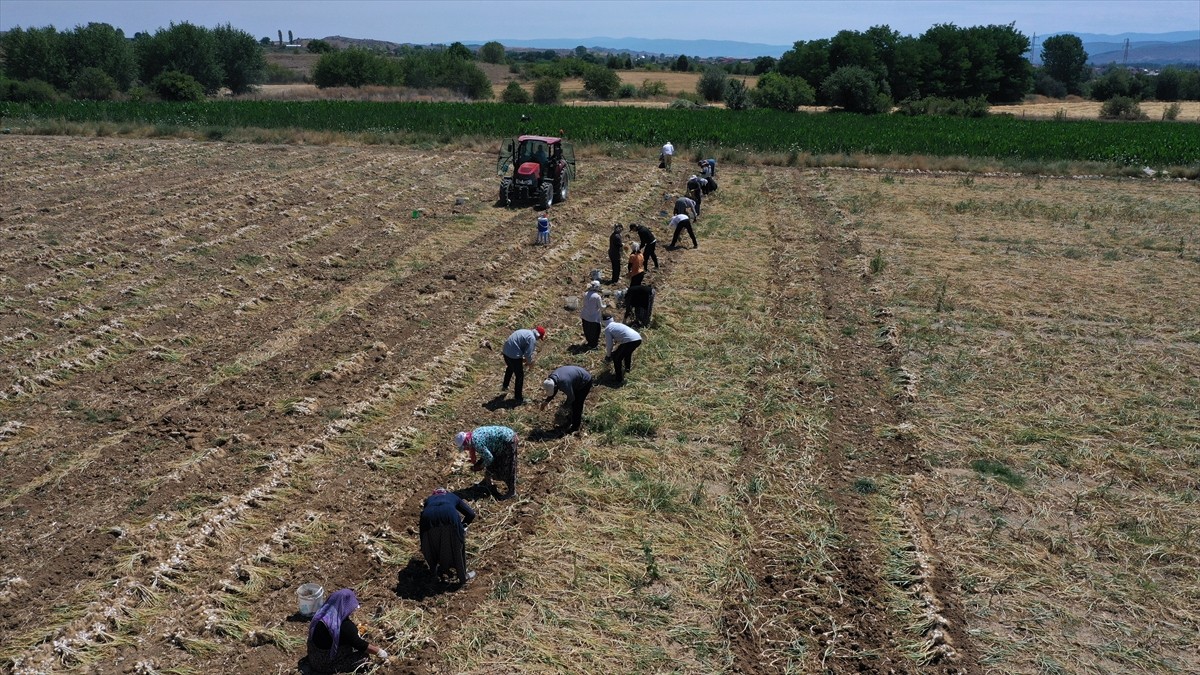 Kastamonu'nun Taşköprü ilçesinde "beyaz altın" olarak nitelendirilen sarımsağın hasadı, zaman...
