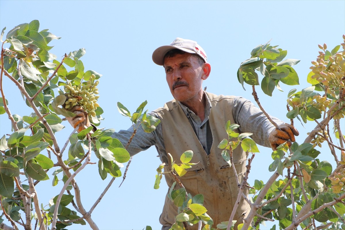 Kilis'te üreticiler, boz Antep fıstığının hasadına başladı. Türkiye'nin önemli Antep fıstığı...