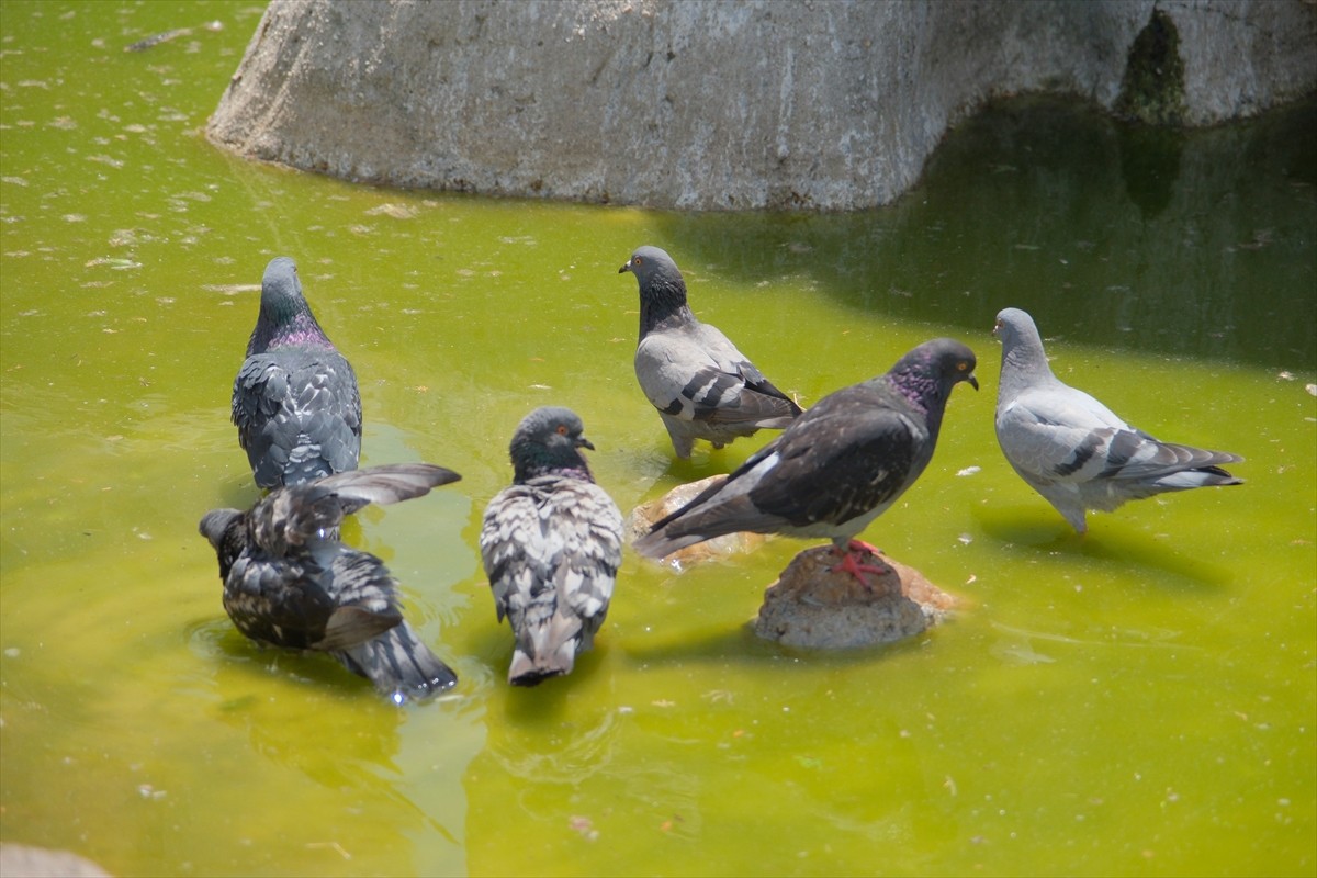 Kırklareli'nde etkili olan sıcak hava hayatı olumsuz etkiliyor. Özgürlük ve Demokrasi Meydanı'nda...