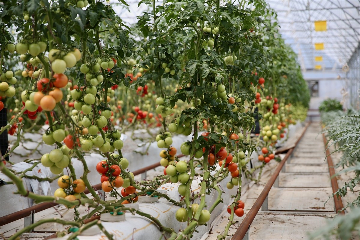 Kocaeli'nin Darıca ilçesinde volkanik cüruf kullanılarak topraksız tarım yapılan serada ekinler...