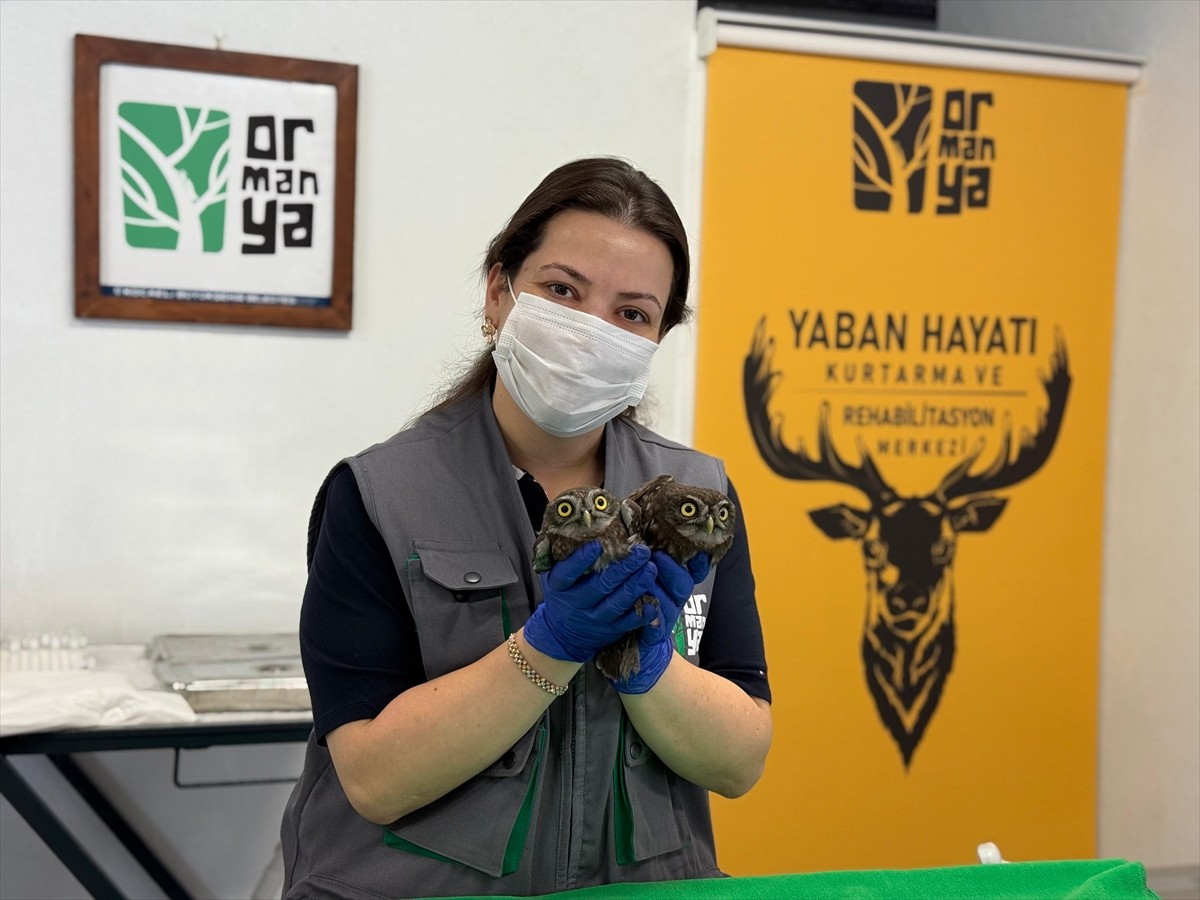 Kocaeli'nin Kandıra ilçesinde mahsur kaldıkları evin bacasından kurtarılan iki baykuş...