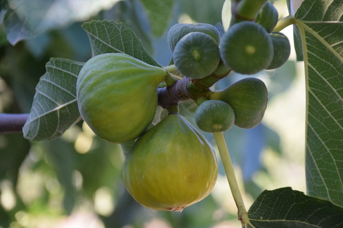 Manisa'nın Turgutlu ilçesinde yetişen ve yıl içerisinde bir ağaçtan 7 kez meyve alınması nedeniyle...