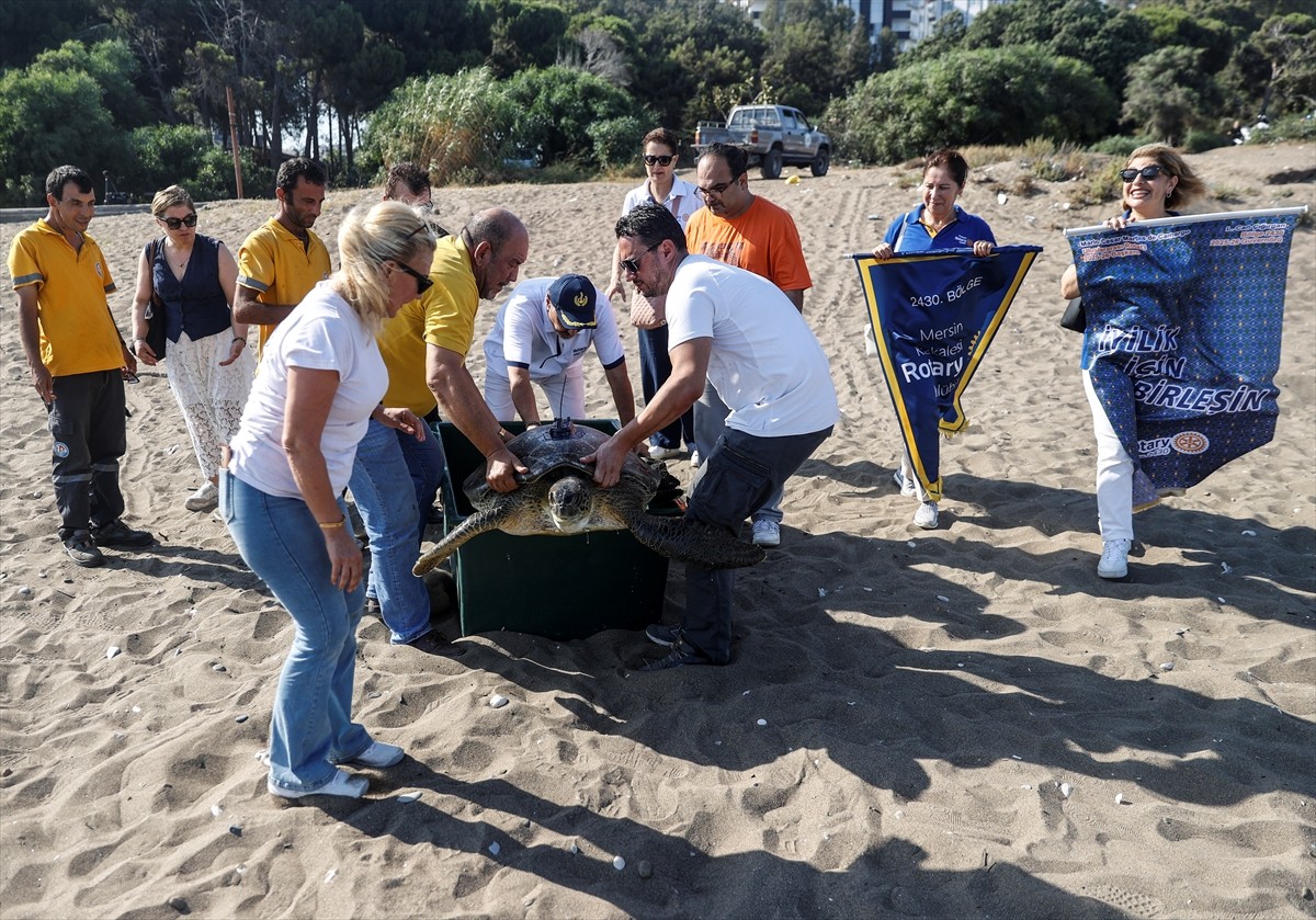 Mersin'de göç yolları ve kışlama alanlarının öğrenilmesi amacıyla başlatılan proje kapsamında uydu...