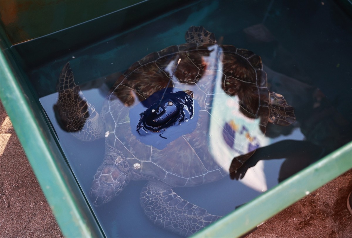 Mersin'de kaplumbağaların göç yolları, beslenme alışkanlıkları ve kışlama alanlarının öğrenilmesi...