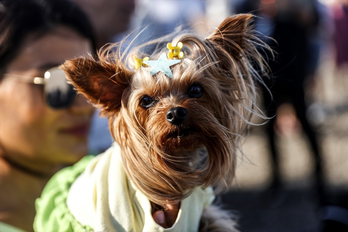 Mersin'de Mezitli Belediyesi tarafından düzenlenen Soli Güneş Festivali'nde Patili Dostlar...