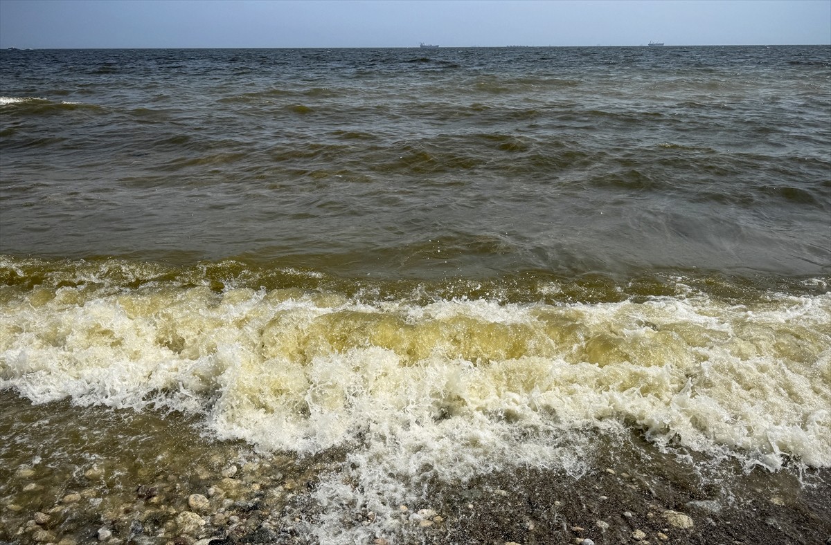 Mersin'in Akdeniz ilçesi sahilinde ölü balıklar görülmesi üzerine inceleme başlatıldı.