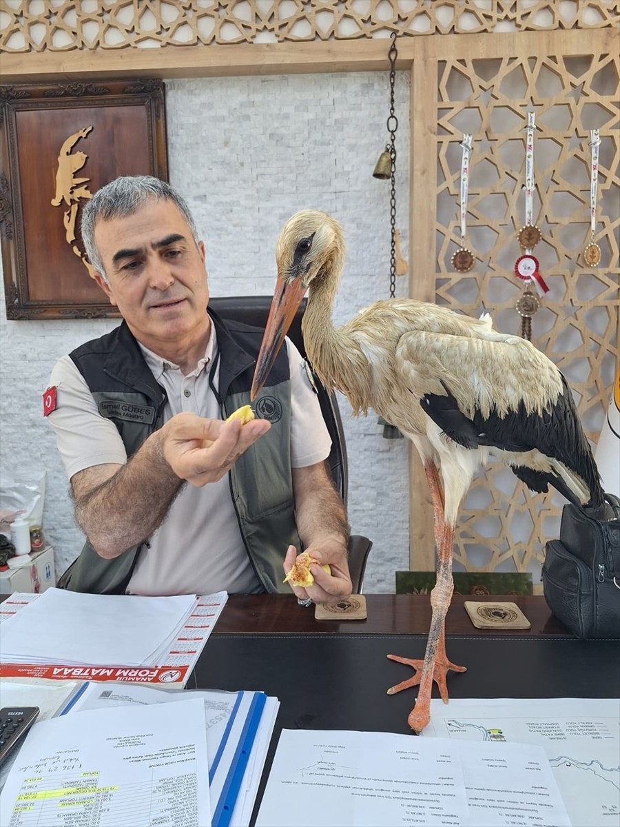 Mersin'in Anamur ilçesinde, orman yangınlarından kaçtığı değerlendirilen yaralı leylek, Orman...