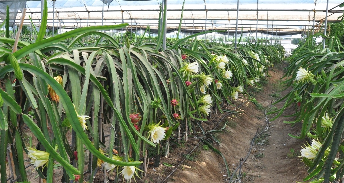 Mersin'in Silifke ilçesinde serada yetiştirilen ejder meyveleri hasat edildi. İlçede yaş meyve ve...