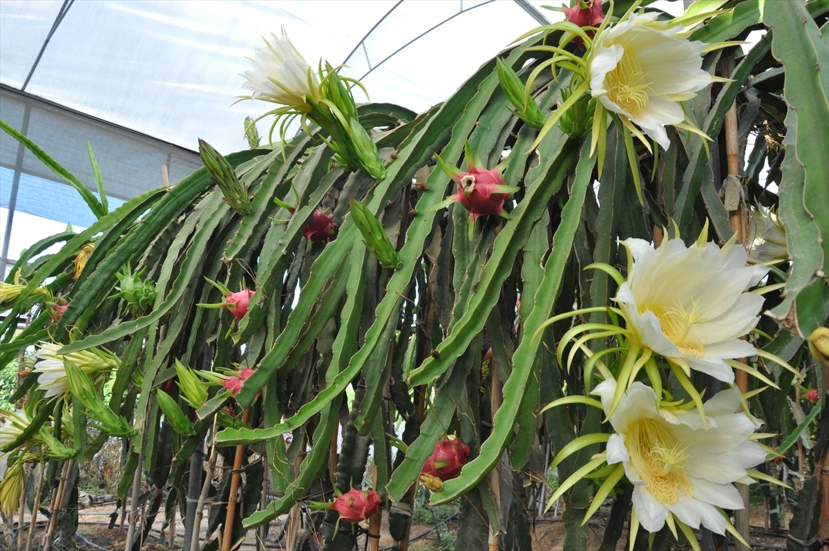 Mersin'in Silifke ilçesinde serada yetiştirilen ejder meyveleri hasat edildi. İlçede yaş meyve ve...