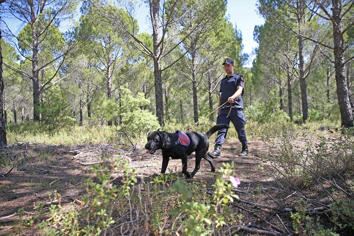 Muğla'da jandarma ve komando ekipleri, yangın riski nedeniyle ormanlık alanlarda devriye görevi...