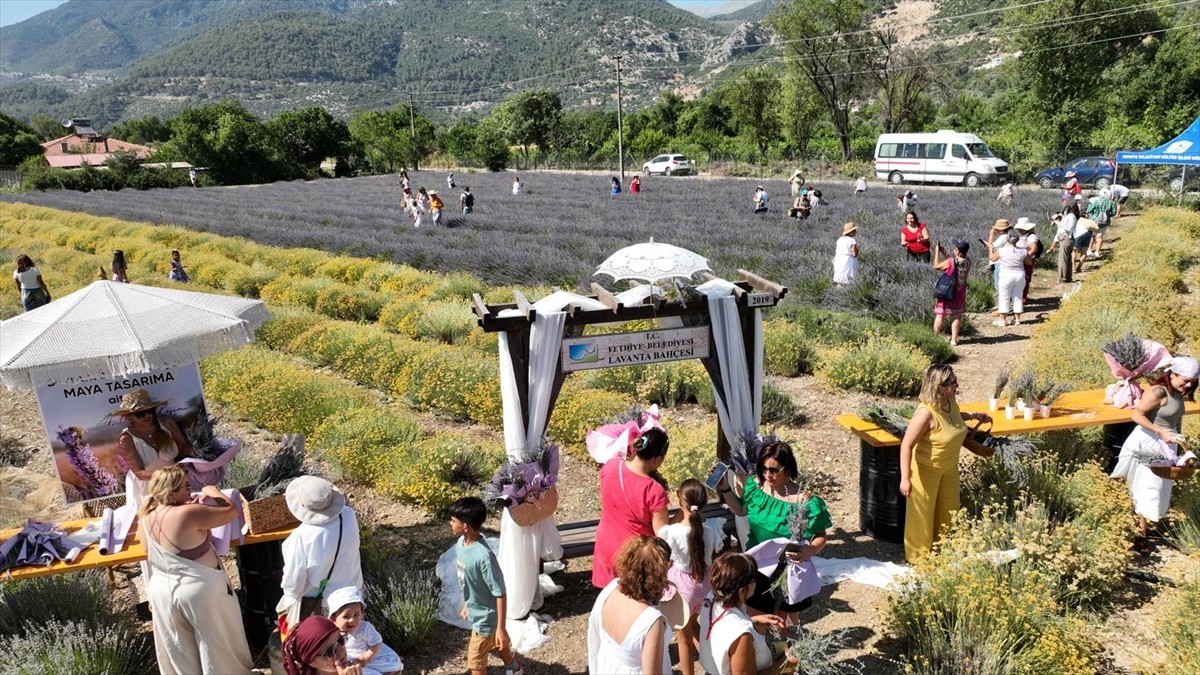 Muğla'nın Fethiye ilçesinde görsel şölen sunan mor tarlalarda lavanta hasadı yapıldı. Fethiye...