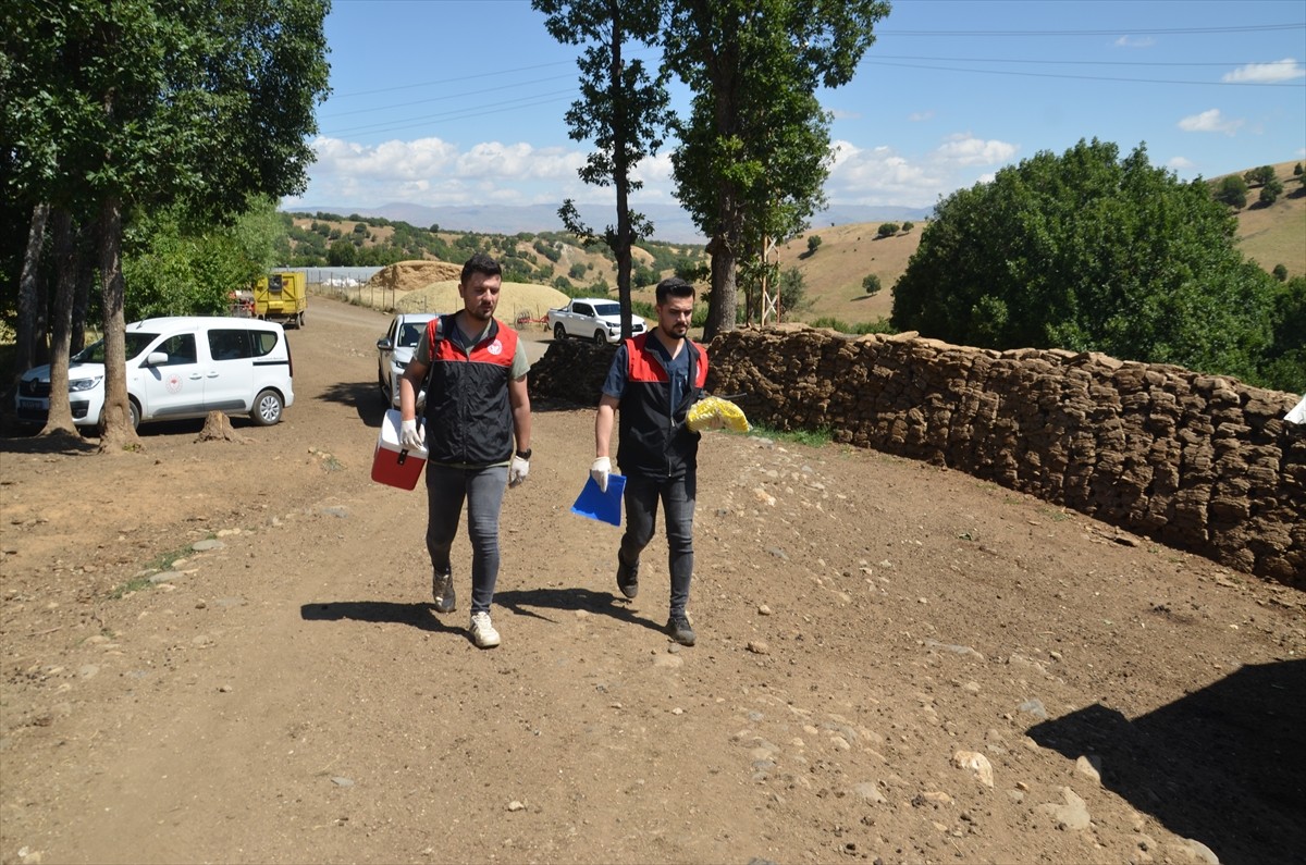 Muş Tarım ve Orman Müdürlüğü ekipleri, kentteki küçükbaş hayvanların aşılarını yapıyor...