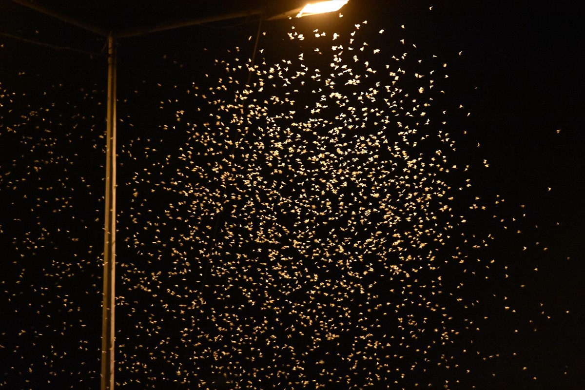 Sakarya Nehri'nden ergin hale gelerek çiftleşmek için çıkan birgün sinekleri "ölüm uçuşu"...