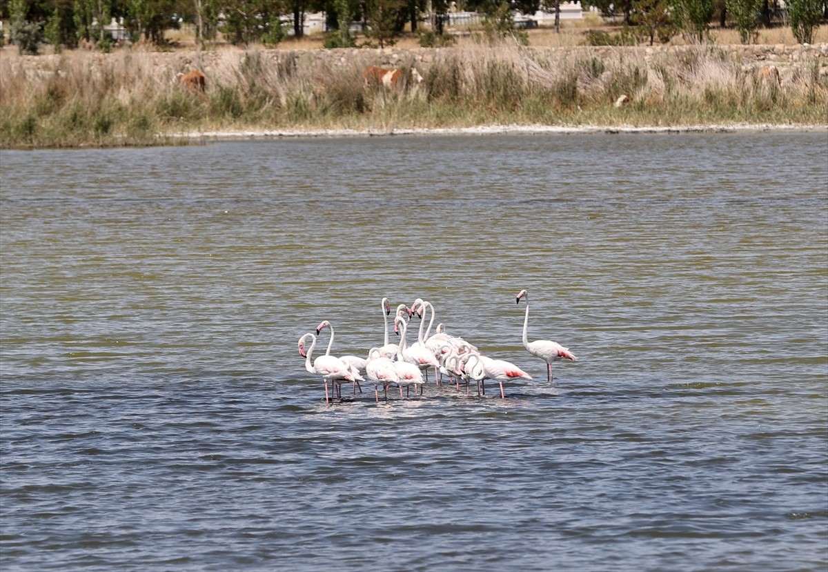 Sivas'ta 2016 yılında "Ulusal Öneme Haiz Sulak Alan" olarak tescil edilen Ulaş Gölü'nde, su...