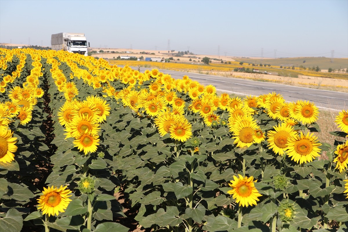 Tekirdağ'da ayçiçeklerinin açmasıyla sarıya boyanan tarlalar, sürücüler ve yolculara renkli bir...