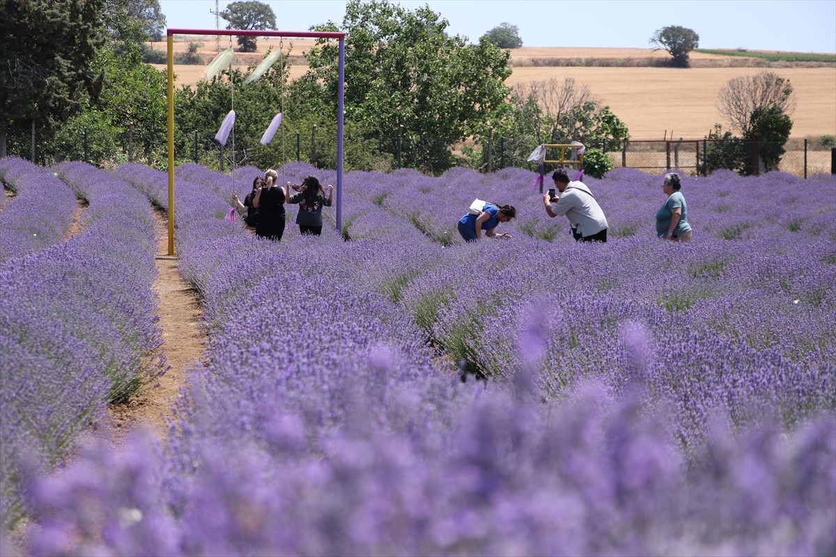 Tekirdağ'da turistlerin ilgi odağı haline gelen lavanta tarlaları, sezon boyunca çok sayıda...