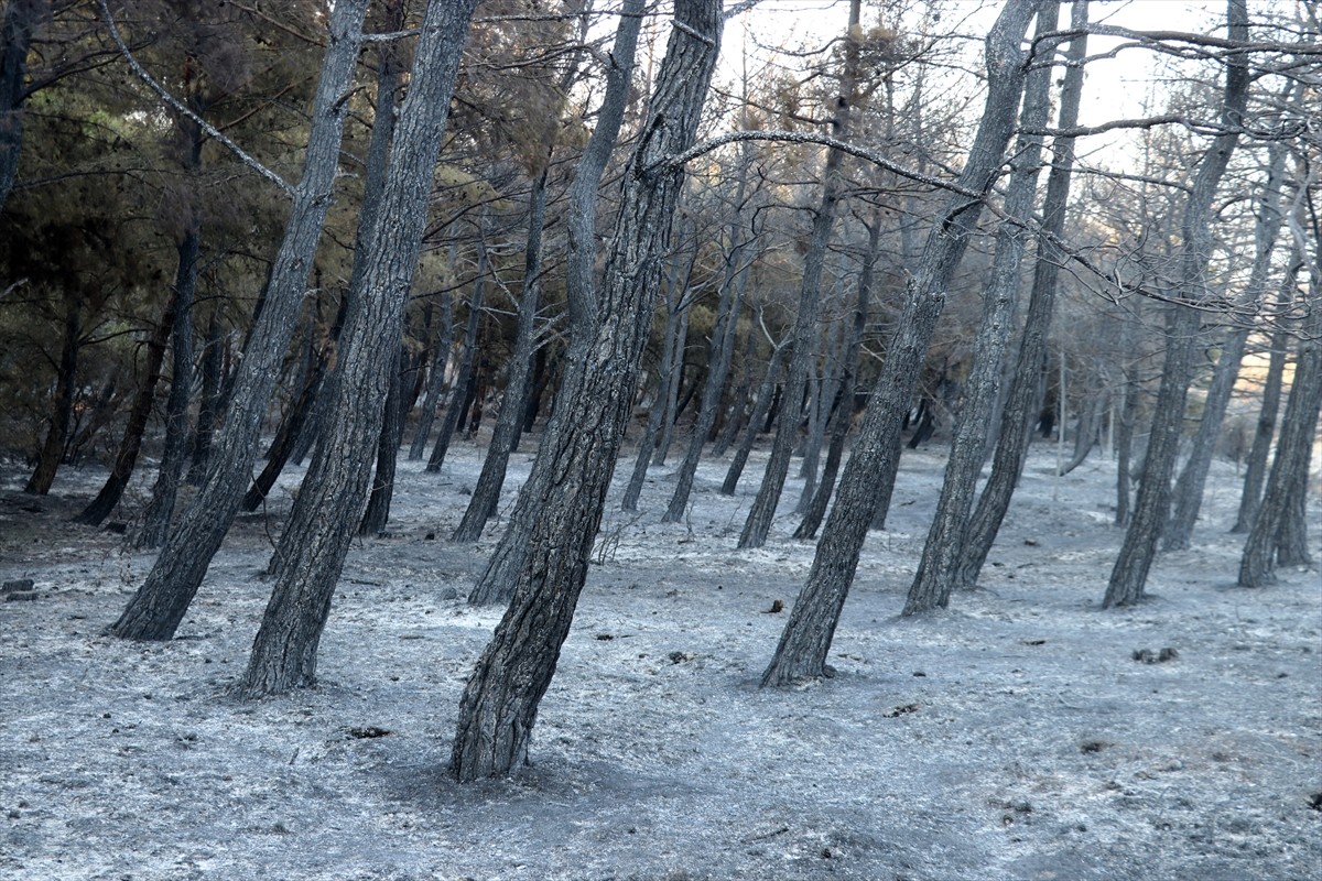 Tekirdağ'ın Şarköy ilçesindeki orman yangını kısmen kontrol altına alındı. 15 söndürme uçağı, 19...