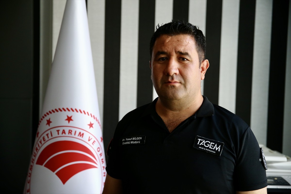 Trabzon, Ordu ve Giresun'daki fındık üreticileri, 2025 yılı fındık hasadı öncesinde bahçelerinde...