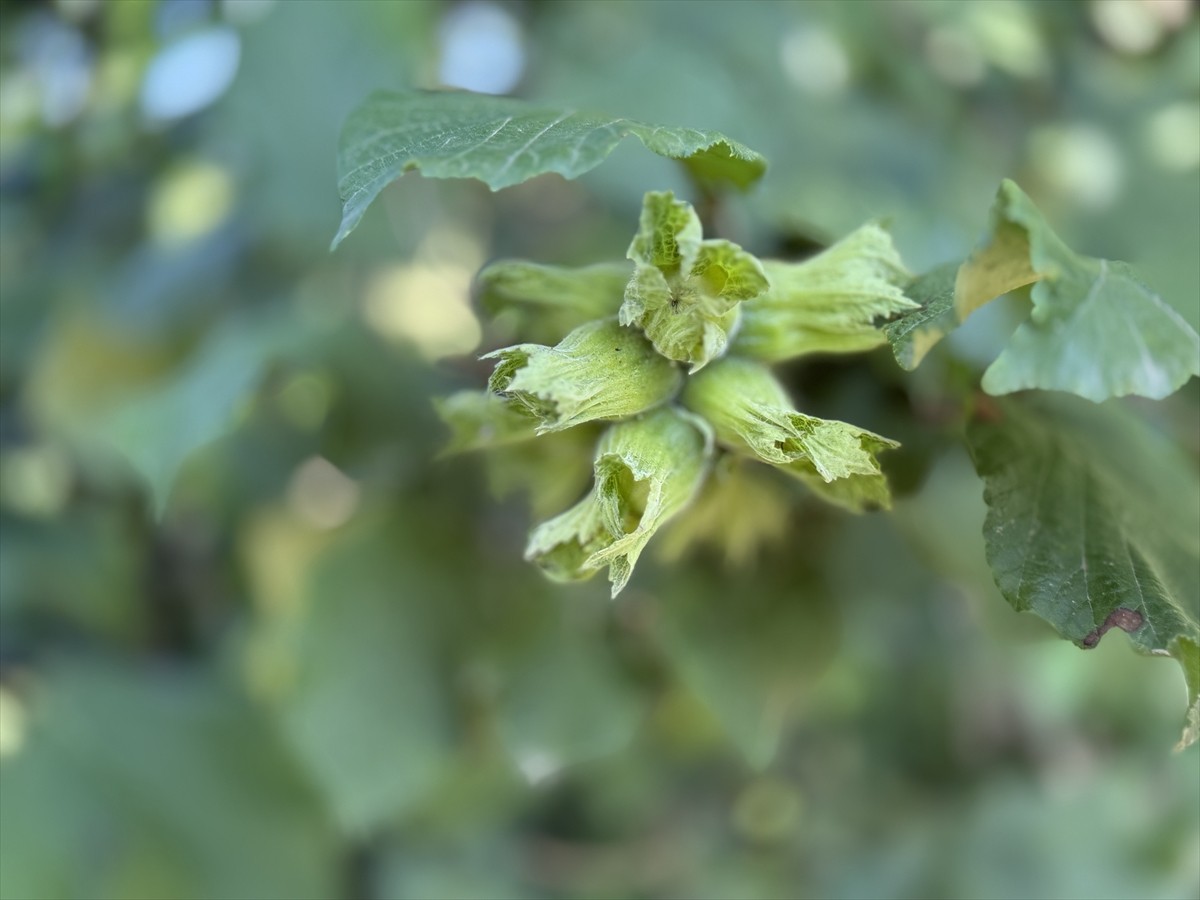Türkiye'nin fındık üretiminin yüzde 13'ünün gerçekleştirildiği Düzce'de 9, 15 ve 23 Ağustos...