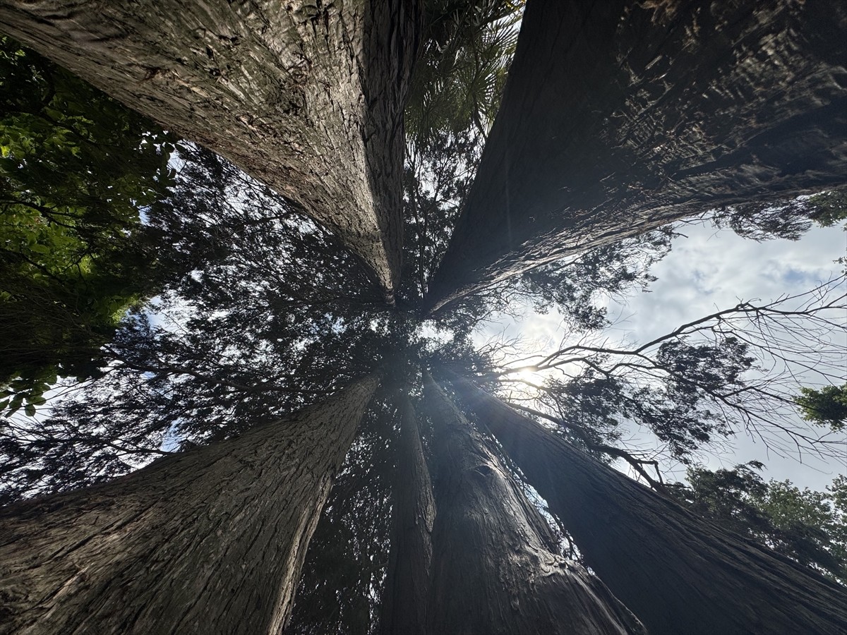 Yalova'nın Termal ilçesinde dünyanın birçok bölgesinden getirilen 66 türle kurulan Türkiye'nin ilk...