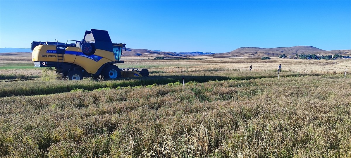 Ağrı'da, Organik Tarım Bölümü mezunu Mehmet Rıza Aksoy'un deneme amaçlı 10 dönümlük arazide ektiği...