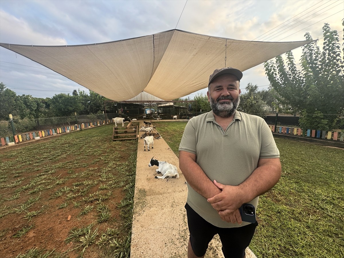 Antalya'nın Kepez ilçesinde ahırda başına poşet geçen keçi, sürüdeki diğer hayvanları korkuttu....