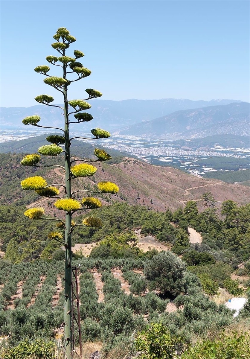 Antalya'nın Kumluca ilçesinde 30 yıl önce süs bitkisi olarak bahçeye dikilen Güney Amerika kökenli...