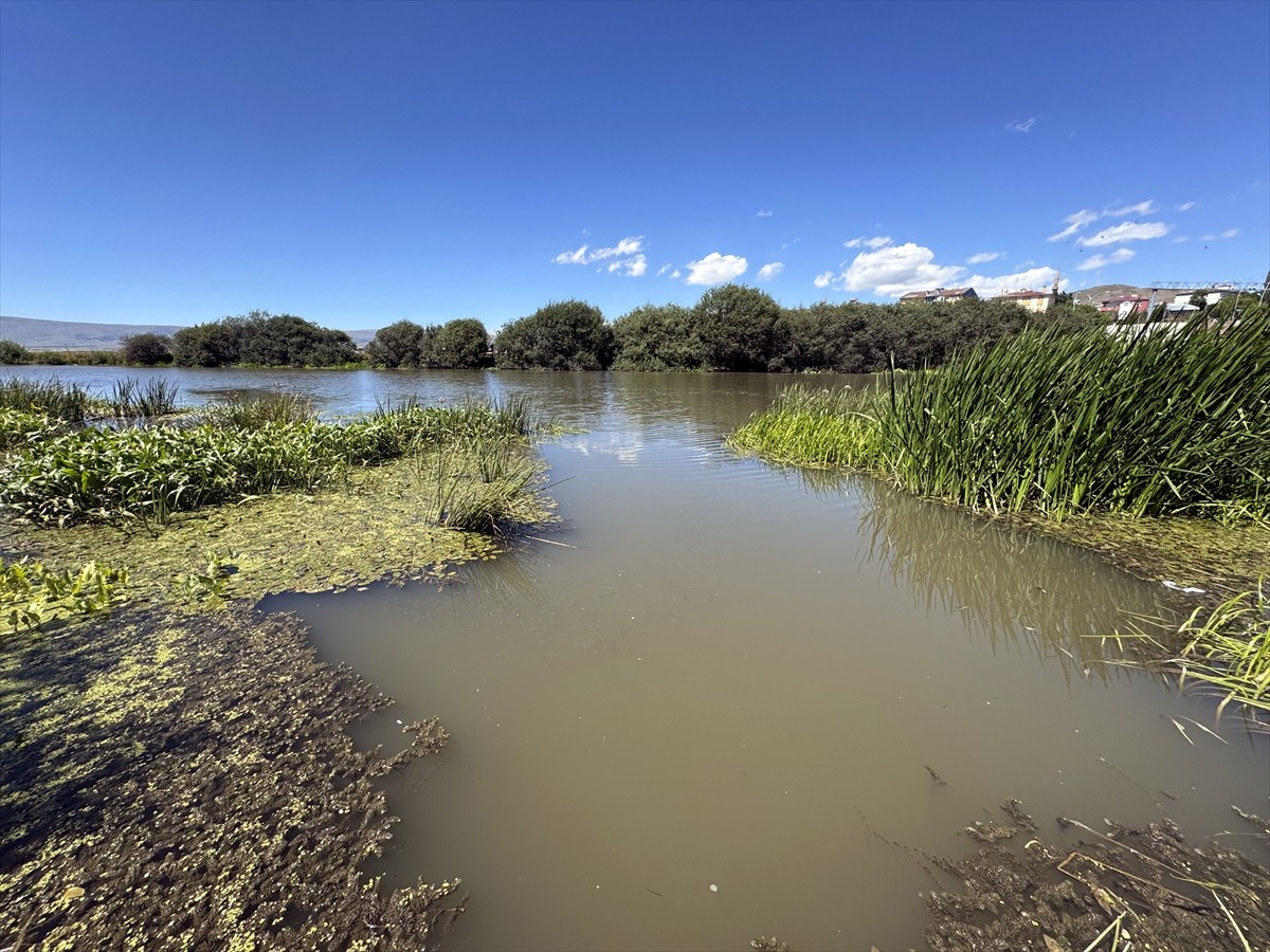 Ardahan'da hava sıcaklığının etkisiyle suyu azalan Kura Nehri'nde yoğun yosun oluştu, otlar boy...