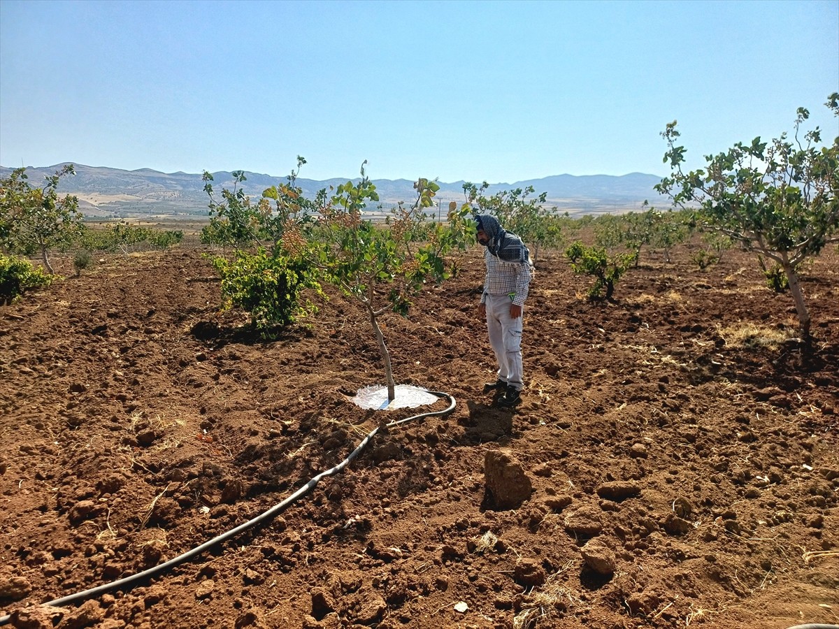Batman'da fıstık üreticileri, yağışların yetersiz ve yaz sıcaklıklarının yüksek olması nedeniyle...