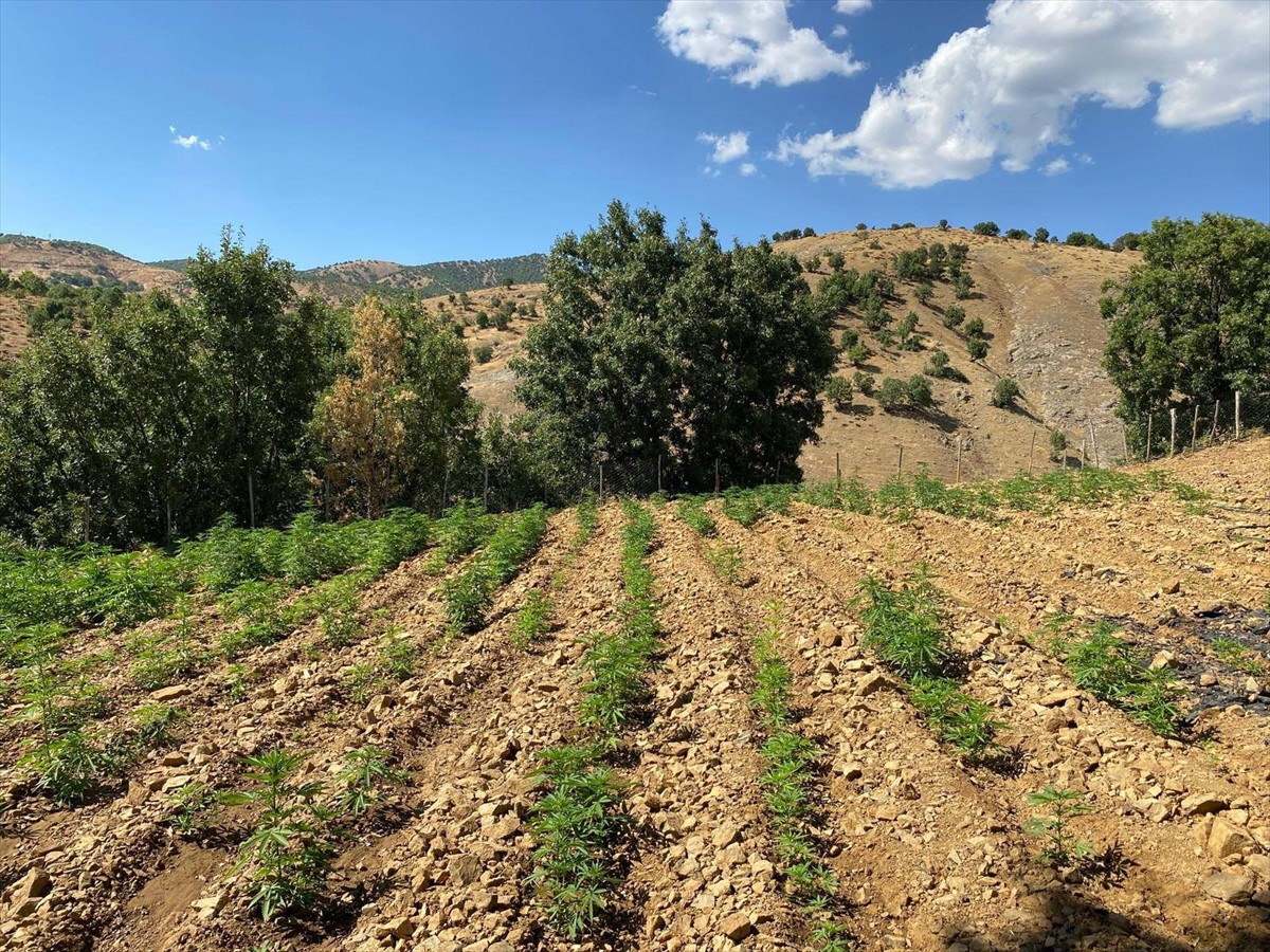 Bingöl’de düzenlenen operasyonlarda 6 bin 704 kök kenevir ile 4 bin 612 kök skunk bitkisi ele...