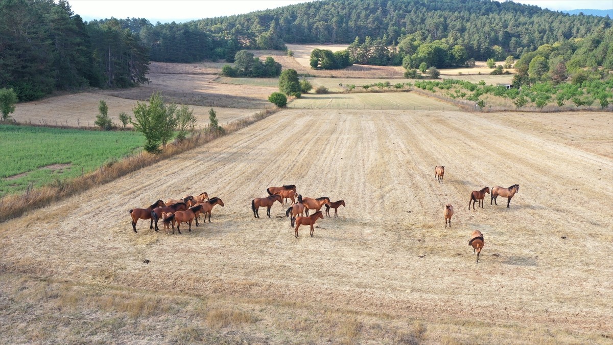 Bolu Dağı'nda yaşayan yılkı atları, yeni doğan taylarıyla yüzde 65'i ormanlarla kaplı Bolu'da...