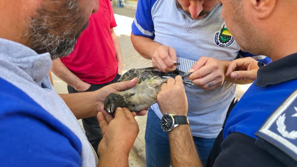 Bursa'nın İnegöl ilçesinde bacağına dolanan ip nedeniyle ağaçta mahsur kalan karga, itfaiye...