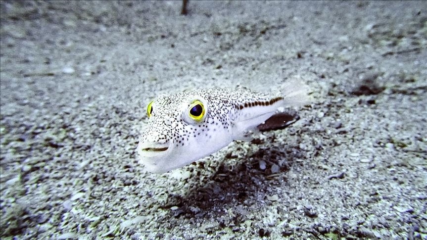 Denizden o balığı kapıp getirene ödeme! Kafa başına 35 TL ödenecek