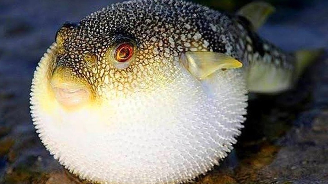 Denizden o balığı kapıp getirene ödeme! Kafa başına 35 TL ödenecek