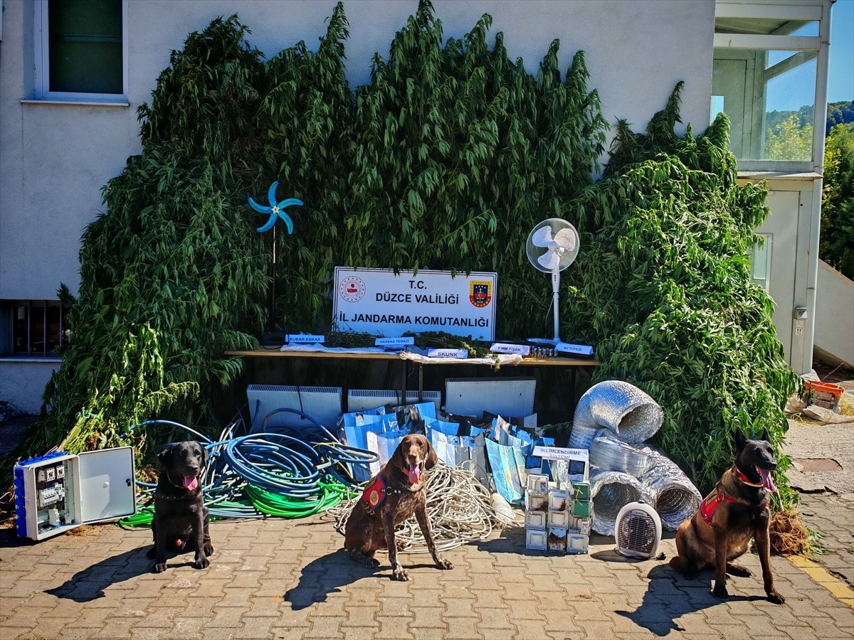 Düzce'nin Gümüşova ilçesinde arazilerinde kenevir yetiştirdiği fotokapanla tespit edilen zanlı...