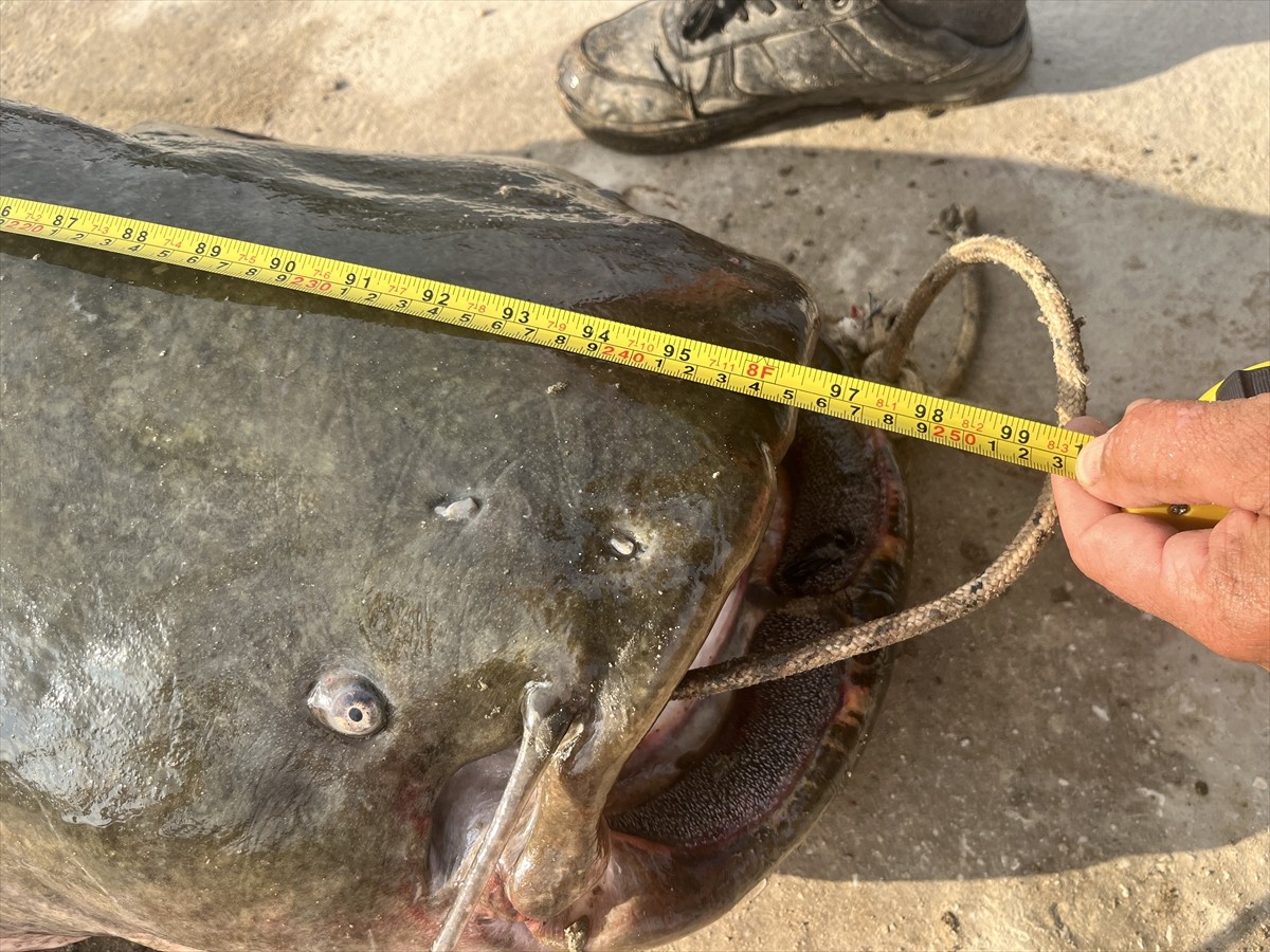 Edirne'de Meriç Nehri'nde, oltayla yaklaşık 2,5 metre boyunda 100 kilogram ağırlığında yayın...