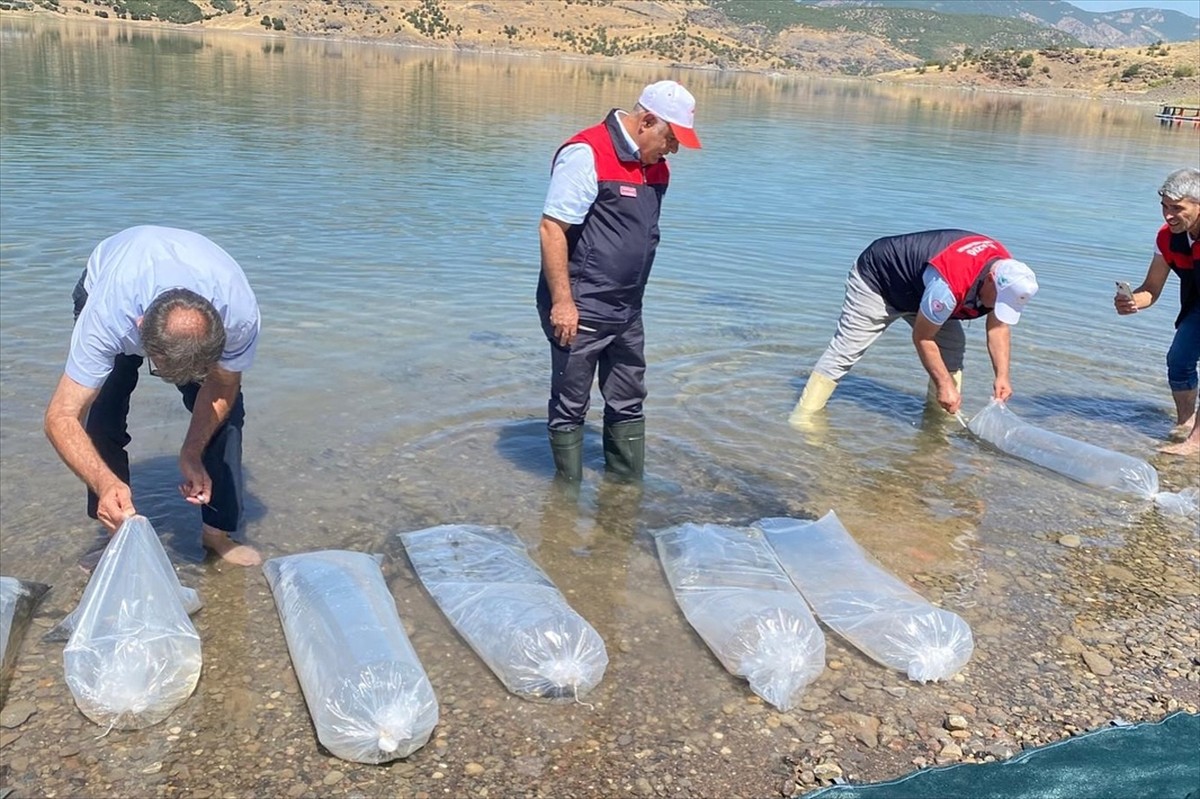 Elazığ'da Keban Su Ürünleri Üretim İstasyonu'nda üretilen 17 milyon sazan iç suların balık...