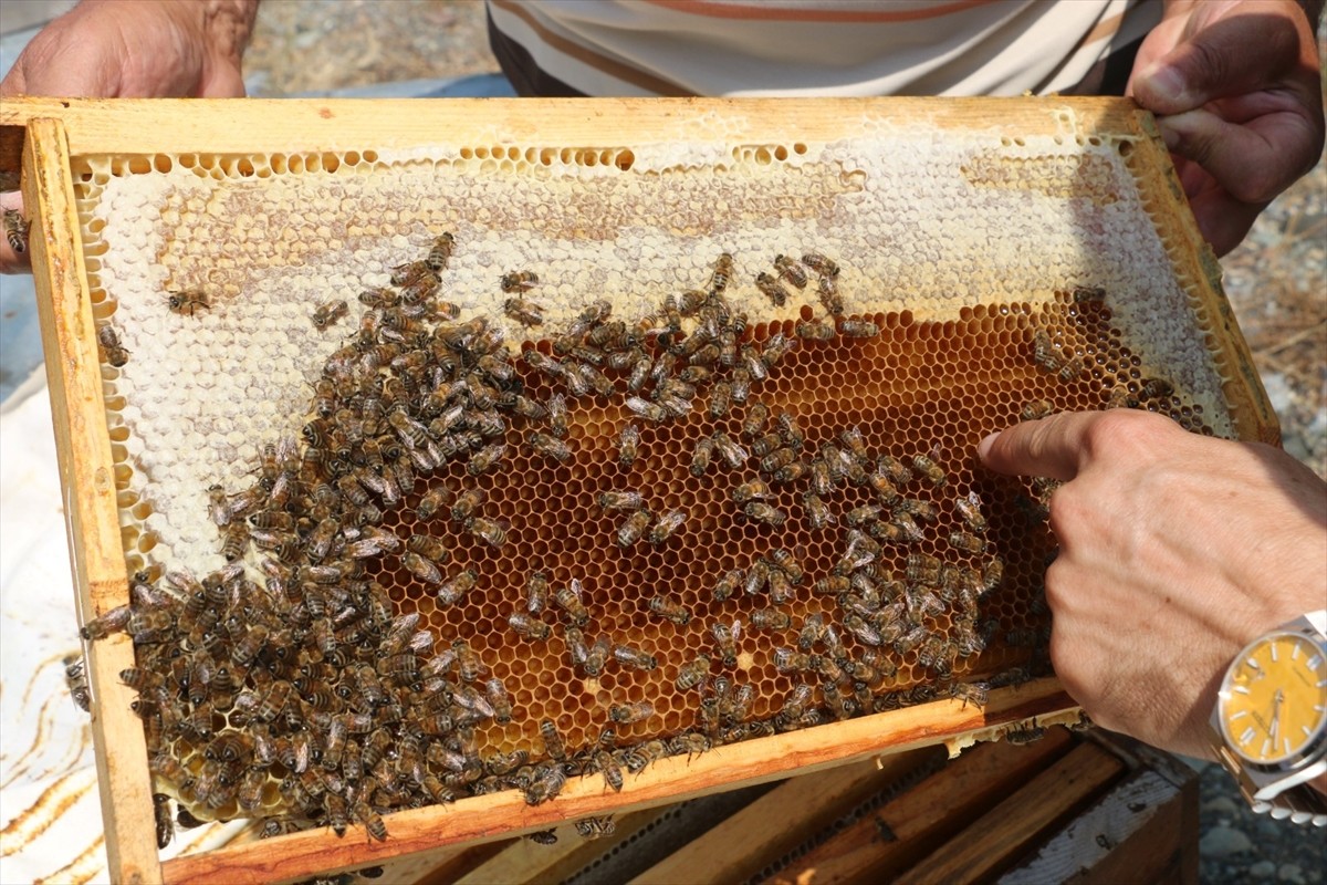 Erzincan'da, bölgeye özgü geven ve kekik bitkilerinden elde edilen, coğrafi tescil başvurusu...