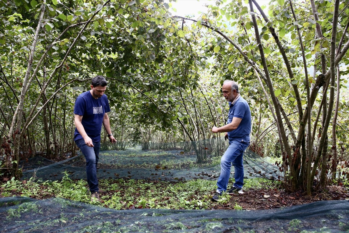 Giresun'da fındık hasadında ilk kez kullanılacak file örtü yöntemiyle işçilik maliyetinin...